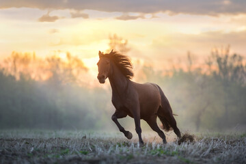 Bay horse run free in fog