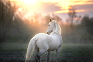 White horse with long mane in sunlight