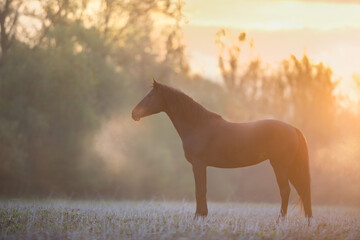 Bay horse in sunrise fog