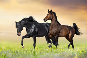 Horses trotting in pasture