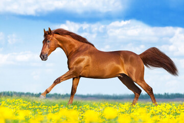 Horse run in flowers