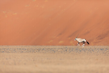 A lone Oryx, or Gemsbok walks through the dunes in Sossusvlei, Namibia.