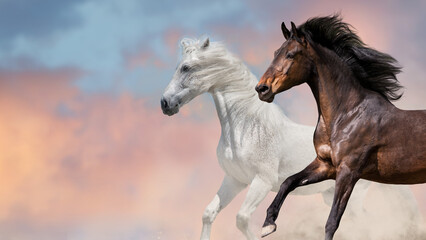 Horse herd free run
