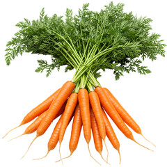 Fresh Carrots: A Bunch of Organic Carrots with Green Tops