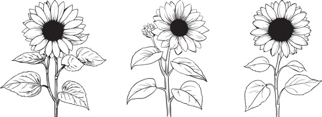 Hand-Drawn Sunflower Silhouette Set Featuring Bloom Variations with Leaves and Bud in Black Vector Style