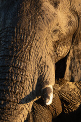 Fototapeta premium A close up portrait of a desert elephant in the last rays of sunlight in Etosha National Park, Namibia.