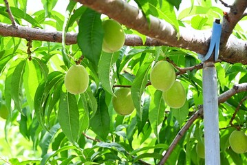 A scene from peach cultivation. The peaches are wrapped in paper bags to prevent damage, and are harvested from summer to autumn.
