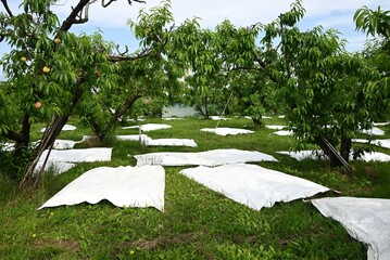 A scene from peach cultivation. The peaches are wrapped in paper bags to prevent damage, and are...