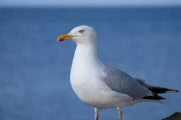 Seagull side view with ocean behind