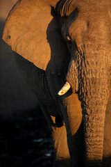 A close up portrait of a desert elephant in the last rays of sunlight in Etosha National Park, Namibia.