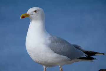 Seagull side view with ocean behind