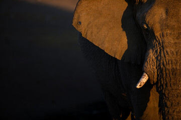A close up portrait of a desert elephant in the last rays of sunlight in Etosha National Park,...
