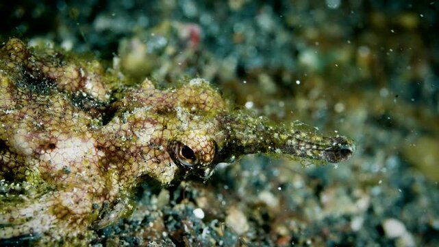 Camouflaged Pegasus Seamoth: Macro A Fascinating Creature Crawling on Lembeh Strait's Seafloor