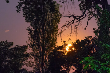 Full moon rising over trees