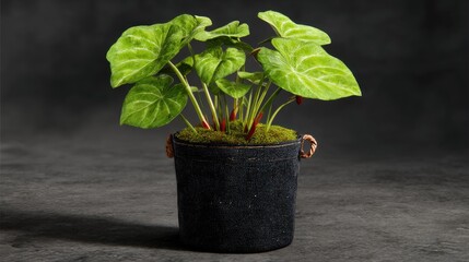 Lush green potted plant with vibrant leaves in decorative pot