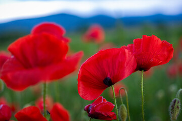 Beautiful red poppies blooming in a green meadow with soft hills and blue sky in the background. A vibrant summer landscape capturing the peaceful and natural beauty of wildflowers in bloom