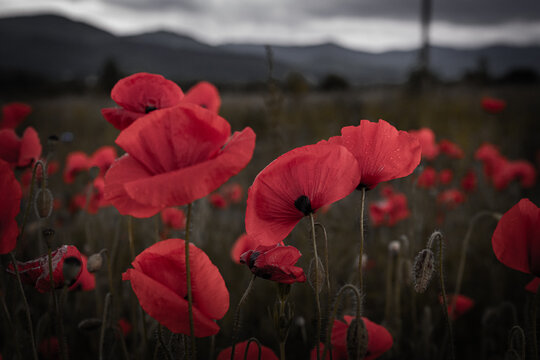 Field of red poppies under a cloudy sky with dark, moody tones. The dramatic lighting and contrast highlight the fragile beauty of wildflowers against a stormy landscape background