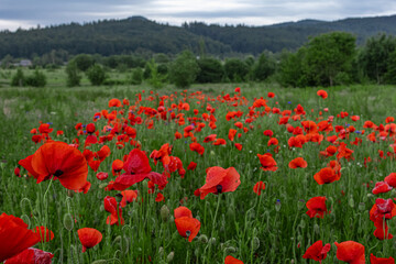 Vivid red poppies blooming across a lush green field surrounded by trees and distant hills. A tranquil countryside scene showcasing the beauty and freshness of wild nature in summer