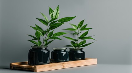 Stylish indoor plants in glass jars on a bamboo tray
