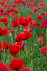 Bright Red Poppies Blooming Lush