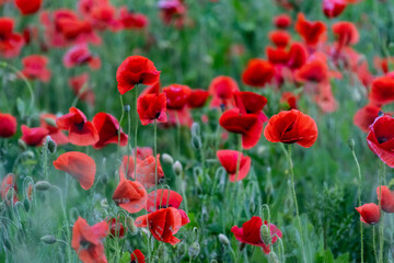 Field of bright red poppies swaying in a lush green meadow. A vivid and peaceful summer landscape celebrating the natural beauty, color, and serenity of wildflowers in full bloom