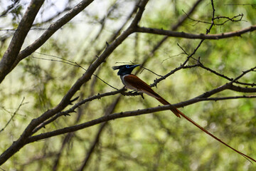 Indian Paradise Flycatcher in Forest sitting on a tree