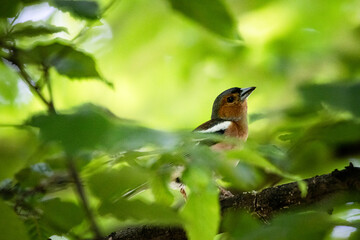 Small bird hidden among bright green leaves in a forest, captured in soft natural light. Peaceful wildlife and nature photo symbolizing tranquility, camouflage, and natural harmony