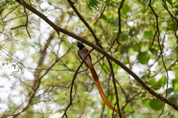 Fototapeta premium Indian Paradise Flycatcher in Forest sitting on a tree