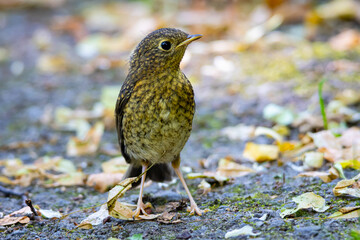 Small brown bird standing on a forest path covered with autumn leaves, captured in natural daylight. Perfect wildlife and nature image symbolizing calm and simplicity