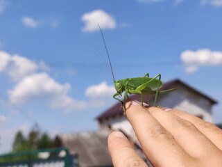 Green Grasshopper Sits on Human Fingers Against Blue Sky with Clouds. Macro Shot of Insect in Natural Environment. Summer Day with Rural Landscape in Background.