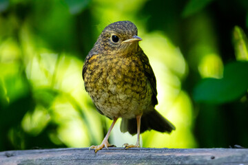 Close-up of a young brown bird standing on a wooden surface with soft green forest background. A calm wildlife moment symbolizing innocence, nature beauty, and environmental harmony