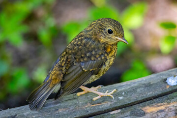 Close-up of a young brown bird sitting on a wooden branch in a lush green forest. Peaceful wildlife moment representing growth, innocence, and the harmony of natural life