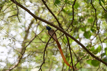 Indian Paradise Flycatcher in Forest sitting on a tree