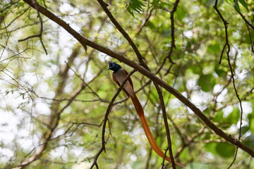 Indian Paradise Flycatcher in Forest sitting on a tree