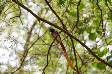 Indian Paradise Flycatcher in Forest sitting on a tree
