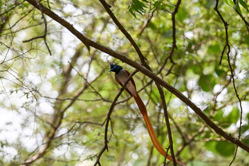 Indian Paradise Flycatcher in Forest sitting on a tree