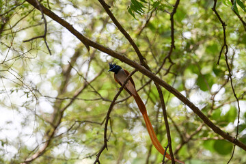 Indian Paradise Flycatcher in Forest sitting on a tree