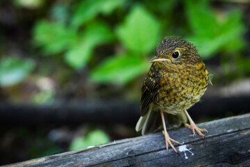 Adorable small brown bird perched on a branch in a lush green forest. Wildlife close-up symbolizing peace, nature harmony, and the gentle beauty of life in the wild