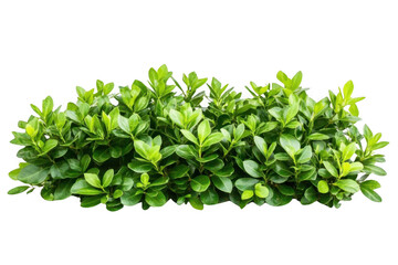 Obraz premium Green Bush With Fresh Leaves For Garden Decoration And Landscaping Concept