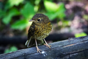 Close-up of a small brown bird sitting on a tree branch in sunlight, surrounded by lush green forest. Wildlife photo symbolizing freedom, innocence, and the beauty of nature