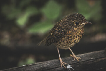 Close-up of a small brown bird perched on a branch in the forest shade. Atmospheric wildlife photo representing calmness, nature balance, and quiet beauty of wild creatures