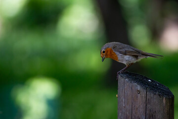 European robin perched on a wooden post in a lush green forest. Bright orange breast and soft background create a serene wildlife scene perfect for nature and ecology themes