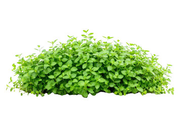 Green Lush, Vibrant Leafs Sprouting for Growth and Vitality Concept