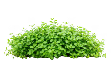 Green Lush, Vibrant Leafs Sprouting for Growth and Vitality Concept