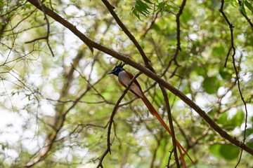 Indian Paradise Flycatcher in Forest sitting on a tree