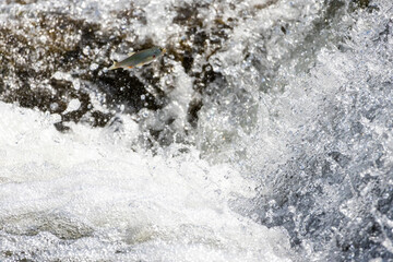 Fish leaping through waterfall splash in wild nature. Symbol of strength, determination, and survival. Dynamic motion of water and wildlife captured in action — ideal for motivational and nature conce