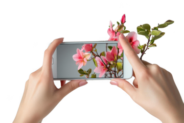 Capturing Bloom, Taking Picture of Pink Flowers on Device with Creative Concept