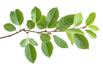 Green Leaves Grow on a Branch in Spring and Summer Season with Isolated