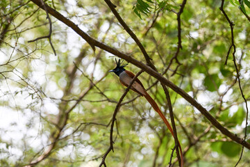 Indian Paradise Flycatcher in Forest sitting on a tree