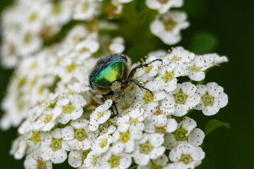 Macro shot of a shiny green beetle sitting on white spirea flowers. Close-up view of nature&rsquo;s details showing the texture, color, and beauty of a small insect in bloom